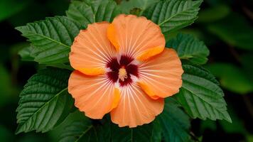 AI generated Orange color hibiscus flower green leaves isolated white background photo