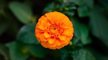 AI generated Vibrant orange pot marigold flower isolated against clean background photo