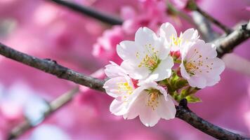 AI generated Beautiful sakura flower in full bloom against pink cherry blossom photo