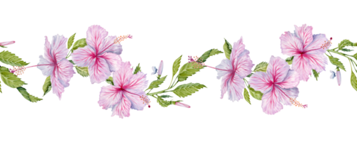 Watercolor pink hibiscus flowers with green leaves endless seamless border. Floral pattern on transparent background. Hibiscus tea, syrup, cosmetics, beauty, fashion prints, designs, cards, frames png