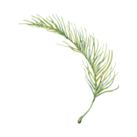 grön handflatan träd blad. vattenfärg hand målad tropisk växt gren. element på transparent bakgrund. naturlig botanisk illustration. exotisk, Semester, exotisk blommig kort mönster, djungel grafik png