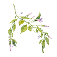 acquerello verde le foglie su ramo. floreale telaio composizione. mano dipinto rosa ibisco mini cuffie su trasparente sfondo. delicato pianta. ibisco Tè, sciroppo, cosmetici, bellezza, carta design elemento png