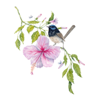 Watercolor pink hibiscus flower with green leaves and a bird. Hand painted element on transparent background. Floral composition. Hibiscus tea, syrup, cosmetics, beauty, fashion prints, designs png