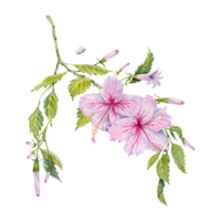 waterverf roze hibiscus bloemen met groen bladeren. hand- geschilderd Aan transparant achtergrond. realistisch delicaat bloemen element. hibiscus thee, siroop, cosmetica, schoonheid, mode afdrukken, ontwerpen, kaarten png