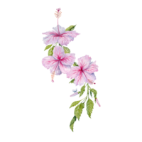 Watercolor pink hibiscus flowers with green leaves. Hand painted on transparent  background. Realistic delicate floral element. Hibiscus tea, syrup, cosmetics, beauty, fashion prints, designs, cards png