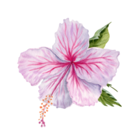 Watercolor pink hibiscus flower with green leaves. Hand painted on transparent background. Realistic delicate floral element. Hibiscus tea, syrup, cosmetics, beauty, fashion prints, designs, cards png