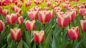 AI generated Tulip flower for Mothers Day, Valentines, Easter card background photo