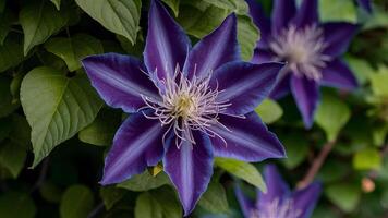 ai generado cerca arriba multi azul clemátide flor, algunos pétalos en atención foto