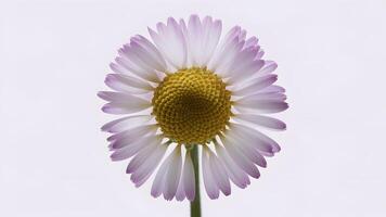 AI generated Chamomile flower isolated on white creates a captivating macro shot photo