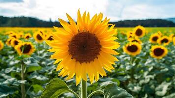 ai generado girasol imagen con transparencia, Perfecto para saludo tarjetas foto