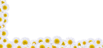 Many beautiful daisies For making background images PNG transparent