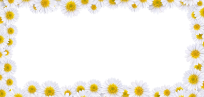 Many beautiful daisies For making background images PNG transparent