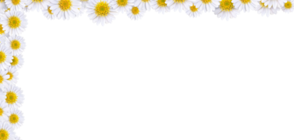 Many beautiful daisies For making background images PNG transparent