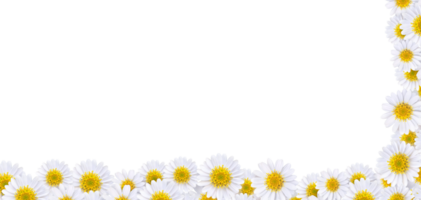 Many beautiful daisies For making background images PNG transparent