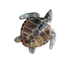 Sea turtle Top view. PNG transparent