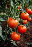 ai generado Tomates creciente en un jardín foto