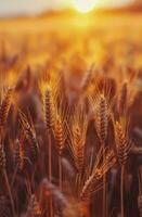 AI generated Wheat Field With Setting Sun photo