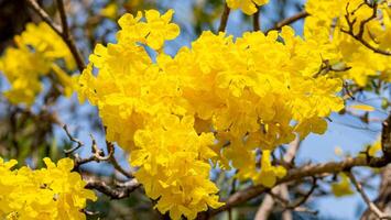 Silver trumpet tree, Tree of gold, Paraguayan silver trumpet tree, Tabebuia aurea blooming in the garden photo