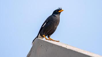 Great Myna stand on the roof photo