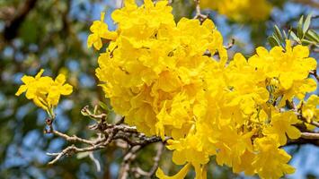 Silver trumpet tree, Tree of gold, Paraguayan silver trumpet tree, Tabebuia aurea blooming in the garden photo