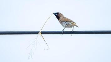 scaly-breasted munia, spotted munia perched on wire photo