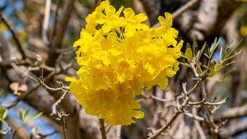 Silver trumpet tree, Tree of gold, Paraguayan silver trumpet tree, Tabebuia aurea blooming in the garden photo