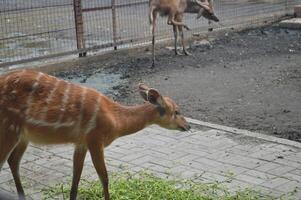 Sunlit feeding deer, cervus elaphus, deer with new growing antlers facing the camera in nature preserve. Herbivore warning from side view with copy space. Lying animal with brown fur in a hay field. photo