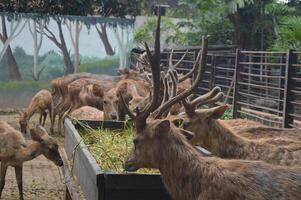 iluminado por el sol alimentación ciervo, cervus elaphus, ciervo con nuevo creciente cornamenta frente a el cámara en naturaleza preservar. herbívoro advertencia desde lado ver con Copiar espacio. acostado animal con marrón piel en un heno campo. foto