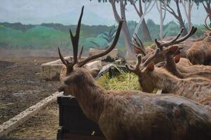 iluminado por el sol alimentación ciervo, cervus elaphus, ciervo con nuevo creciente cornamenta frente a el cámara en naturaleza preservar. herbívoro advertencia desde lado ver con Copiar espacio. acostado animal con marrón piel en un heno campo. foto