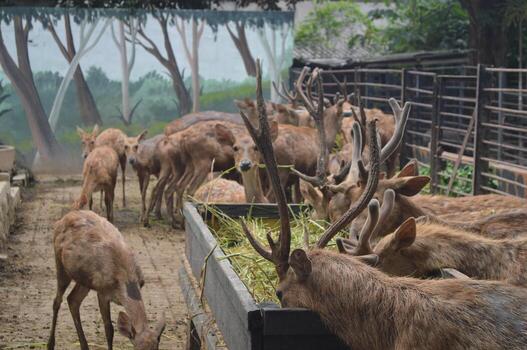 Sunlit feeding deer, cervus elaphus, deer with new growing antlers facing the camera in nature preserve. Herbivore warning from side view with copy space. Lying animal with brown fur in a hay field. photo