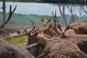 Sunlit feeding deer, cervus elaphus, deer with new growing antlers facing the camera in nature preserve. Herbivore warning from side view with copy space. Lying animal with brown fur in a hay field. photo