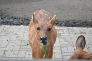 iluminado por el sol alimentación ciervo, cervus elaphus, ciervo con nuevo creciente cornamenta frente a el cámara en naturaleza preservar. herbívoro advertencia desde lado ver con Copiar espacio. acostado animal con marrón piel en un heno campo. foto