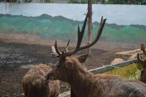 iluminado por el sol alimentación ciervo, cervus elaphus, ciervo con nuevo creciente cornamenta frente a el cámara en naturaleza preservar. herbívoro advertencia desde lado ver con Copiar espacio. acostado animal con marrón piel en un heno campo. foto