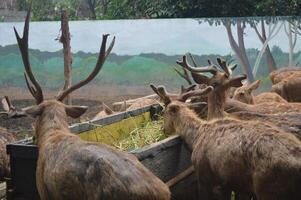 iluminado por el sol alimentación ciervo, cervus elaphus, ciervo con nuevo creciente cornamenta frente a el cámara en naturaleza preservar. herbívoro advertencia desde lado ver con Copiar espacio. acostado animal con marrón piel en un heno campo. foto