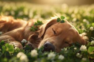 AI generated Peaceful dog resting amidst clovers and warm sunlight photo