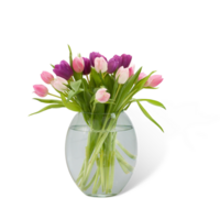 The tulips for interior decorating in ceramic vase is isolated on the plain background. png