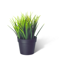 creativo disposizione con fresco in vaso erba cipollina isolato su pianura sfondo. png