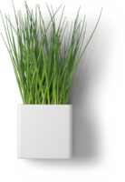 Creative layout with fresh potted chives isolated on plain background. png