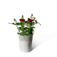 decoratief bloemen en planten voor de huis interieur en kantoor geïsoleerd Aan duidelijk achtergrond. png