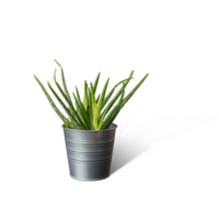 Creative layout with fresh potted aloe vera isolated on plain background. png