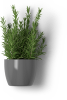 Creative layout with fresh potted thyme isolated on plain background. png