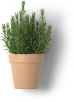 Creative layout with fresh potted thyme isolated on plain background. png