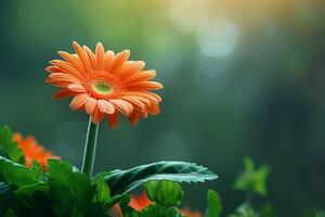 AI generated Serene orange gerbera daisy in bloom photo