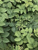 Natural light green colour background. Green leaves pattern of raspberry bush. Nature parkland. photo