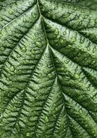 Closeup macro photo of green leaf texture with water drops after rain. Macro shot natural pattern.