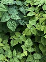 Natural leaves of raspberry bush, green gradient color background. Fresh green nature pattern. Minimal botany texture. photo