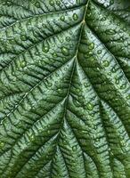 Macro shot of beautiful large deep green leaf texture with water drops. Spring natural pattern background. photo