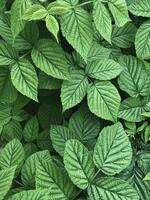 Natural rich green color background. Fresh green leaves pattern of raspberry bush. Minimal botany texture. photo