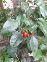 el Fruta de el kemuning planta es un ornamental planta ese produce un agudo fragancia, especialmente a noche. foto