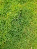 Natural grass top view suitable for graphic design background or wallpaper photo